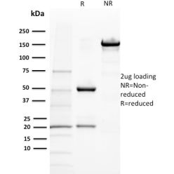 BAP1 (BRCA1 Associated Protein 1)(BAP1/2432), CF740 conjugate, 0.1mg/mL