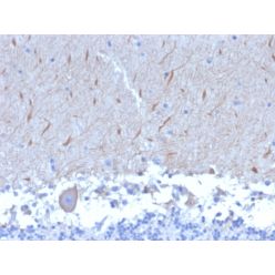 ATG5 (Autophagy Marker)(ATG5/2553), CF740 conjugate, 0.1mg/mL