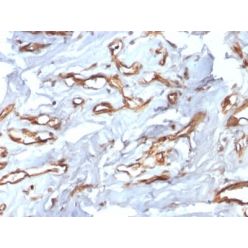 CD34 (Hematopoietic Stem Cell & Endothelial Marker) (HPCA1/2598R), CF740 conjugate, 0.1mg/mL