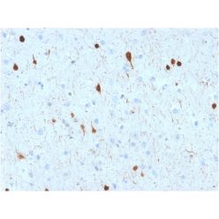 Calretinin / Calbindin 2 (Mesothelioma Marker)(CALB2/2602), CF740 conjugate, 0.1mg/mL