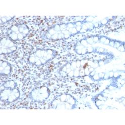 BMI1 (Oncogene and Stem Cell Marker)(BMI1/2689), CF740 conjugate, 0.1mg/mL