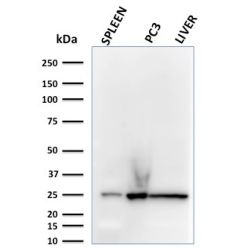 C1QA / Complement C1q A-Chain(C1QA/2783), CF740 conjugate, 0.1mg/mL