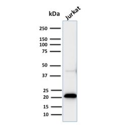CD3e (T-Cell Marker)(C3e/2858R), CF740 conjugate, 0.1mg/mL