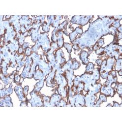 CD31 / PECAM-1 (Endothelial Cell Marker)(C31/2876R), CF740 conjugate, 0.1mg/mL