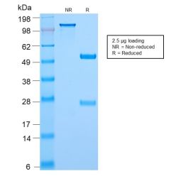 c-Myc Oncoprotein(MYC2895R), CF740 conjugate, 0.1mg/mL