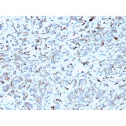 C1QA / Complement C1q A-Chain(C1QA/2952), CF740 conjugate, 0.1mg/mL