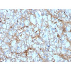 C1QA / Complement C1q A-Chain(C1QA/2954), CF740 conjugate, 0.1mg/mL