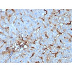 C1QA / Complement C1q A-Chain(C1QA/2955), CF740 conjugate, 0.1mg/mL