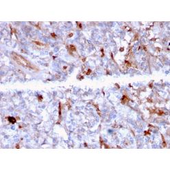 C1QA / Complement C1q A-Chain(C1QA/2956), CF740 conjugate, 0.1mg/mL