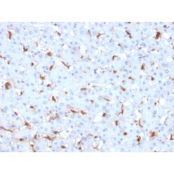 C1QB / Complement C1q B-Chain(C1QB/2961), CF740 conjugate, 0.1mg/mL