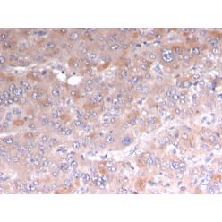 Adipophilin / Perilipin-2 (Marker of Lipid Accumulation)(rADFP/1493), CF740 conjugate, 0.1mg/mL