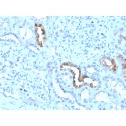 Calbindin 1 (CALB1)(CALB1/3333), CF740 conjugate, 0.1mg/mL