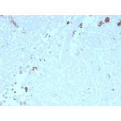 ATG5 (Autophagy Marker)(rATG5/2553), CF740 conjugate, 0.1mg/mL