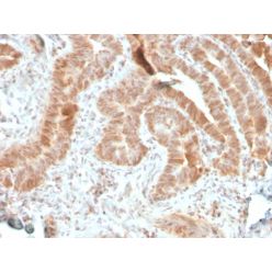 AKT1 (Prognostic Marker for Neuroendocrine Tumors)(rAKT1/2491), CF740 conjugate, 0.1mg/mL