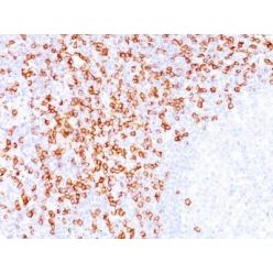 CD8(C8/144B), CF680 conjugate, 0.1mg/mL