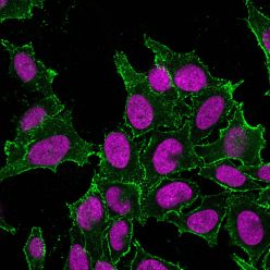 CD44 Standard(DF1485), CF680 conjugate, 0.1mg/mL