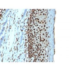 Histone H1 (Nuclear Marker) (r1415-1), CF680 conjugate, 0.1mg/mL