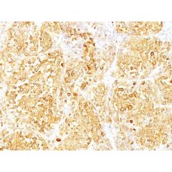 MART-1 / Melan-A(M2-9E3), CF680R conjugate, 0.1mg/mL