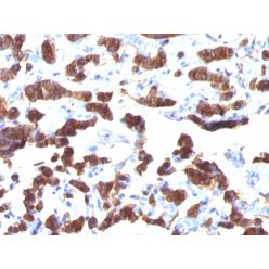 Thyroglobulin (Thyroidal Cell Marker)(TGB24),  CF680R conjugate, 0.1mg/mL
