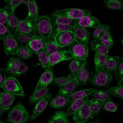 Beta-2 Microglobulin (B2M)(BBM.1), CF488A conjugate, 0.1mg/mL