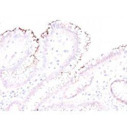 Helicobacter pylori(Rabbit PAb), CF488A conjugate, 0.1mg/mL