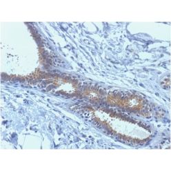 BRCA1 (Breast Marker) (BRCA1/1398), CF488A conjugate, 0.1mg/mL