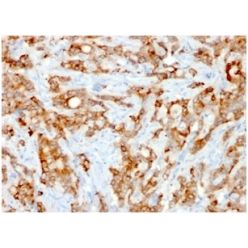 Biotium BNC881537-500, Beta-2 Microglobulin (Renal Failure &Tumor Marker) (rB2M/961), CF488A conjugate, 0.1mg/mL