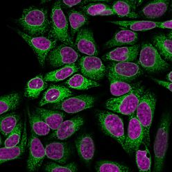 Calnexin (Endoplasmic Reticulum Marker) (CANX/1541), CF488A conjugate, 0.1mg/mL