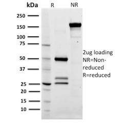 CD79a (B-Cell Marker)(ZL7-4), CF488A conjugate, 0.1mg/mL