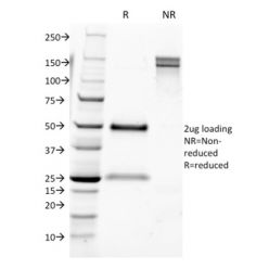 CD9 (TSPAN29) (Motility-Related Protein-1)(CD9/1631), CF488A conjugate, 0.1mg/mL