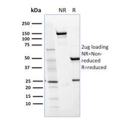 Biotium BNC881654-500, CD36 (Platelet & Microvessel Marker)(GPIIIb/1654), CF488A conjugate, 0.1mg/mL