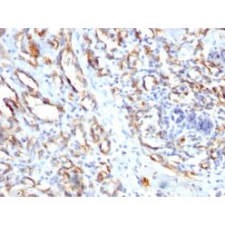Biotium BNC881662-100, CD31 / PECAM-1 (Endothelial Cell Marker)(), CF488A conjugate, 0.1mg/mL