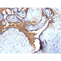 Glycophorin A / CD235a (Erythrocyte Marker)(N/A), CF488A conjugate, 0.1mg/mL