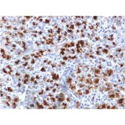 CELA3B / ELA3B (Pancreatic Function Marker) (CELA3B/1757), CF488A conjugate, 0.1mg/mL
