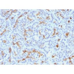 CFTR (Cystic Fibrosis Transmembrane Conductance Regulator)(M3A7), CF488A conjugate, 0.1mg/mL