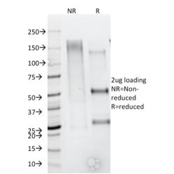 CD79b (B-Cell Marker) (IGB/1844), CF488A conjugate, 0.1mg/mL