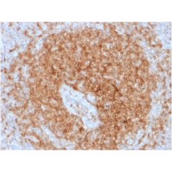 CD79a (B-Cell Marker) (rIGA/764), CF488A conjugate, 0.1mg/mL