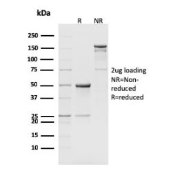 CD8b, Mouse(H35-17.2), CF488A conjugate, 0.1mg/mL