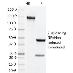 Biotium BNC882004-500, CD134, Mouse (OX40)(OX-86), CF488A conjugate, 0.1mg/mL