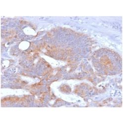 CD86 (Dendritic Cells Maturation Marker) (rC86/1146), CF488A conjugate, 0.1mg/mL