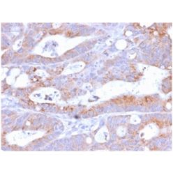 CD86 (Dendritic Cells Maturation Marker)(C86/2160R), CF488A conjugate, 0.1mg/mL