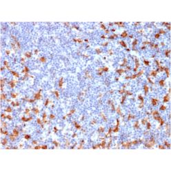 Biotium BNC882162-500, CD163 (Monocyte & Macrophage Marker)(M130/2162), CF488A conjugate, 0.1mg/mL