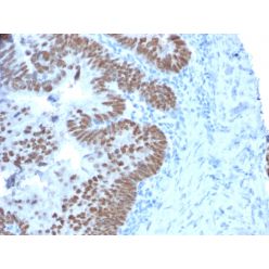 CDX2 / Caudal Type Homeobox 2 (GI Epithelial Marker)(CDX2/2214), CF488A conjugate, 0.1mg/mL