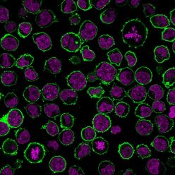 Biotium BNC882220-500, CD43 (T-Cell Marker) (rSPN/839), CF488A conjugate, 0.1mg/mL