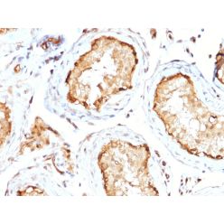 Biotium BNC882231-500, 14-3-3E / Tryptophan 5-Monooxygenase(CPTC-YWHAE-1), CF488A conjugate, 0.1mg/mL