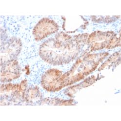 Biotium BNC882255-500, Aldo-keto Reductase Family 1 Member C2 / DD2(CPTC-AKR1C2-1), CF488A conjugate, 0.1mg/mL