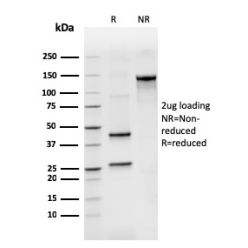 Biotium BNC882265-500, BCL2-like 2(CPTC-BCL2L2-2), CF488A conjugate, 0.1mg/mL