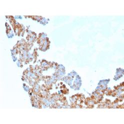 Cell Division Cycle 34 homolog(CPTC-CDC34-2), CF488A conjugate, 0.1mg/mL