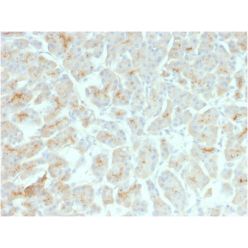 CFTR (Cystic Fibrosis Transmembrane Conductance Regulator)(rCFTR/1342), CF488A conjugate, 0.1mg/mL