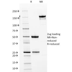 Cdk2 / p34cdc2 Serine-Threonine Kinase(AN4.3), CF488A conjugate, 0.1mg/mL